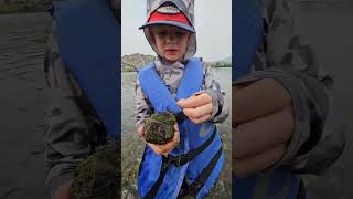 bugs with Ben! "Caddis shells" #montanaflyfishing #flyfishmontana #fishing #kidsandfishing