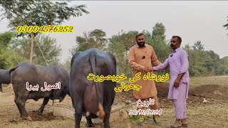 Noor shah ki top buffalo for sale Okara Animal TV 28/10/2024 03004576252