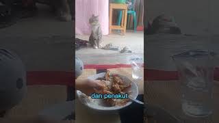 Kocheng Oyen Vs Kucing Hitam #shorts