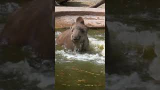 Tapir Pool Party! 🐾💦 Watch These Playful Giants Dive and Swim! #TapirTime #AnimalFun