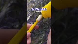 Lavender toothpaste done right #OralWellness #TwiceToothpaste #TwiceasBright #lavendar