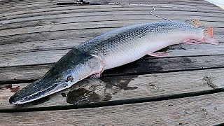 IS HE BIG? Catching ALLIGATOR GAR in a STUMP FIELD