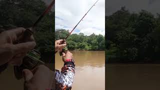 tarikan udang galah capit biru || mancing udang galah