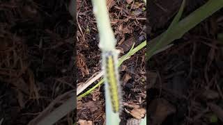 more gready caterpillars eaten all my spring greens