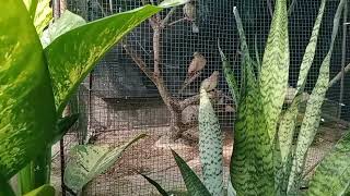 #shorts #shortvideo penjodohan burung puter pelung