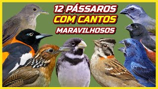 12 PÁSSAROS COM CANTOS MAIS BONITOS DO BRASIL!!!