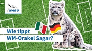 Wie tippt WM-Orakel Sagar: Deutschland vs. Mexiko?