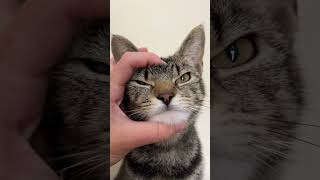 Cat is sed vitae by cat lovers best video #funny #funpage #sadanimalfacts #catchy #funniestvideo