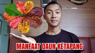 MANFAAT DAUN KETAPANG UNTUK KOLAM LOBSTER