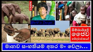 CHAPA Nature! Zimbabwe! Elephants to feed citizens! ජෛව ඛේදවාචකය! Sept 21, 2024