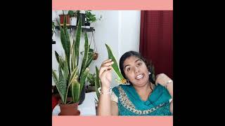 Snake plant or senseveria plant care(malayalam)