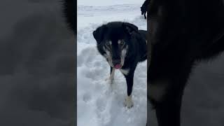 Alaskan Husky digging snow with his head. #winter #snow #husky #alaskanhusky #huskie