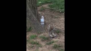 Squirrel eating a French fry in Washington DC