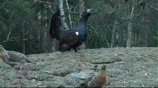 capercaillie display