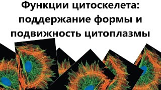 Функции цитоскелета: поддержание формы и подвижность цитоплазмы