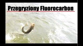 Jednak szczupak przegryzie fluorocarbon.. szczupaki na spinning