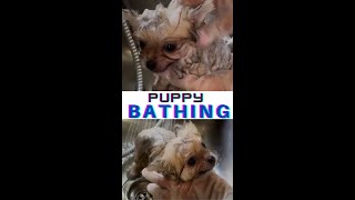 Puppy Bathing First Time At Home #shorts #funnydoggydog #shortsvideo #youtubeshorts #shortsfeed