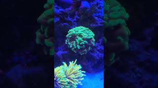 Hammer Coral Growing Into A Nice Colony