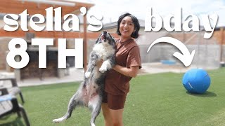 MY HERDING DOG GETS A HERDING BALL | Stella Turns 8 YEARS OLD |