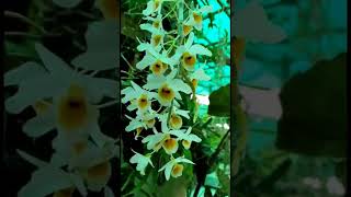 Beautiful Orchid@Sandip orchid#shorts#youtubeshorts #orchidcare #speciesorchid #dendrobium#bensoniae