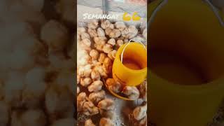 ayam petelur umur 11mggu