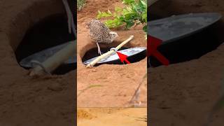 Pigeon trap | bird trap | using stick #shorts #youtubeshorts