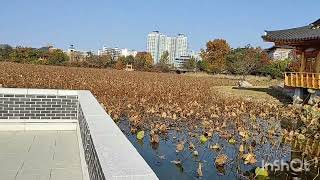 Deokjin park korea 2022 Fall - थकजिङ्ग पार्क दक्षिण कोरीया (कमल पोखरी )