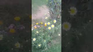 #Beautiful butterfly#flowers#latest video#shorts