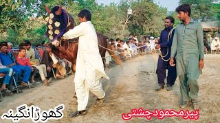 ghoda naghena |Horse dance 2023 with dhol | pir Mahmood