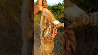 खरगोश का शिकार किए || wild rabbit in the nest of villagers #shorts #rabbit #forest #viral #hunting