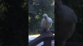 A torn up looking cockatoo (poor thing).