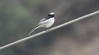 White Wagtail Dirang, Arunachal Pradesh, March 2024