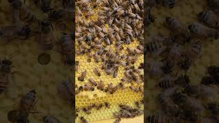 BEEHIVE Inspection #ytshorts #honey #farming #varroa #apiary