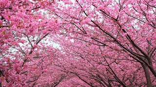 cherry blossom festival shillong 2024 | cherry blossom Tree shillong 2024 🌳🌴