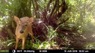 Browning Recon Force and Moultrie 999i Trail Cameras in the Florida Everglades