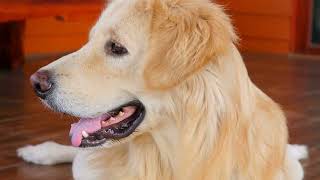 Training Your Golden Retriever for Tracking