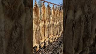 Coyotes #hunting #fur #real #shorts #thermal #predatorhunting #lifeisnowoutdoors