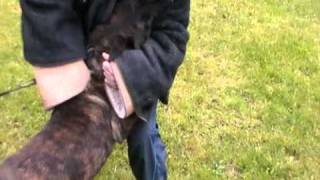 k9 Dutch shepherd(bicept bite)