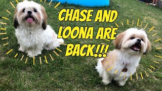 The Comeback of Chase and Loona | Shih Tzu and Pomshi Play date