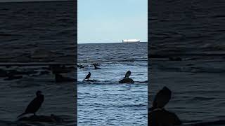 Patos y barco transatlántico en el Río de la Plata