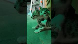 Climbing on others #cat #kittty #kitten #cutecat #catlover #cuteanimal #crazykitty #shortsvideo