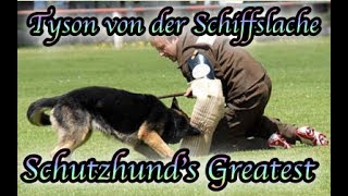 Schutzhunds Greatest Dogs *Tyson von der Schiffslache*