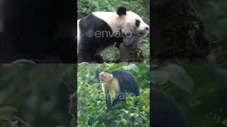 panda 🐼 is so cute 😍 and monkey 🐒 angry 😡 jump