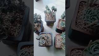 Satisfying Succulent Diy #56