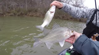 EASY way to CATCH LOADS of WHITE BASS (STRIPE) !!