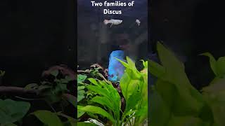 Two families of Discus.... Laid eggs..