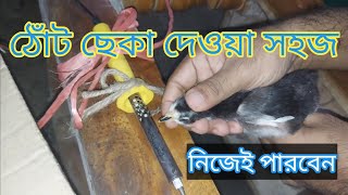 ঠোঁট কিভাবে ছেকা দিবেন ফুল ভিডিও? ঠোকরাটুকরি বন্ধ করার জন্য জরুরি ভিডিও। দেশি মুরগি পালন পদ্ধতি 2024