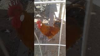 Peterson and James, rescued roosters take over West End Flock