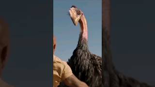 Emu War #shorts