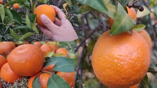 Orange harvesting | How oranges are harvested in Garden | Village Food | संतरे की कटाई